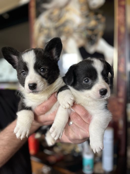 Щенки вельш корги кардиган