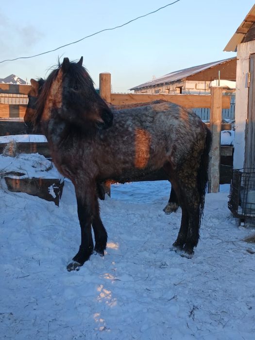 Продам тай на откорме