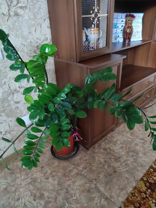 Продам долларовое дерево