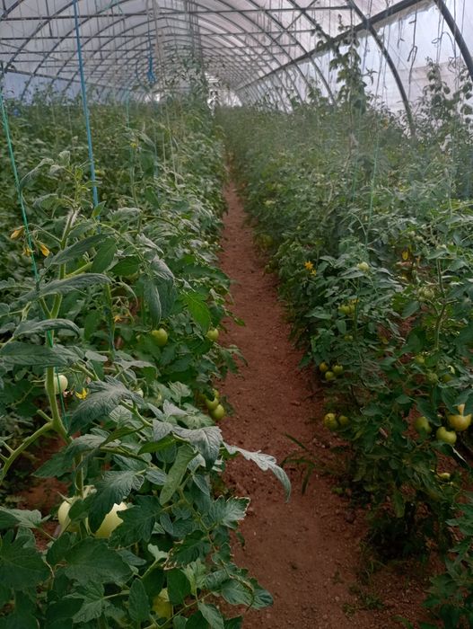 Răsaduri Caransebeș