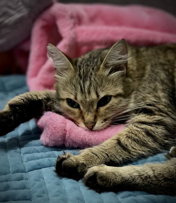 Кошечка ищет дом