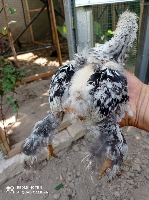 Брама жужалари сотилади.