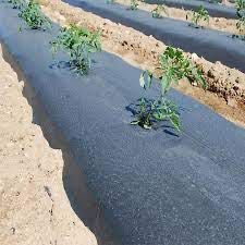 FOLIE MULCIRE 30microni, PERFORATA LA  1 RAND, distanta 25cm 1.2x1000m