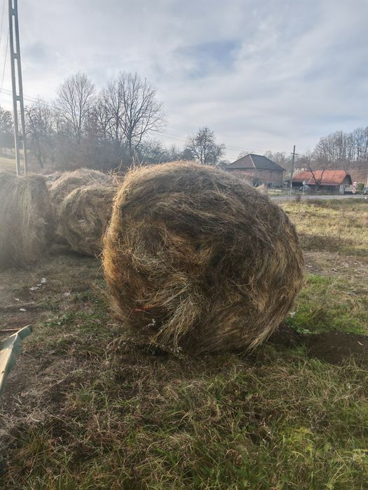 Baloti FAN 2025 ofer transport la cerere 160x120