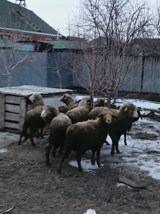 Кішірек тоқтылар сатамын