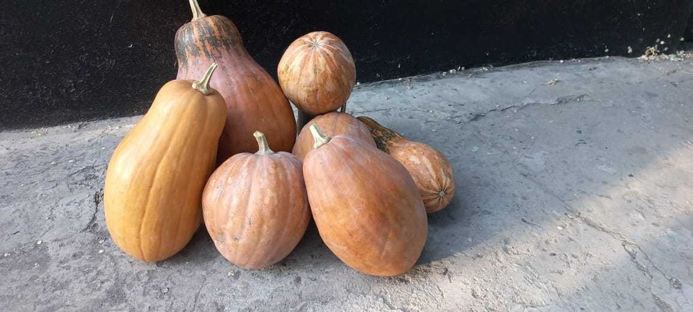 Продам Рассаду Мантной  тыквы