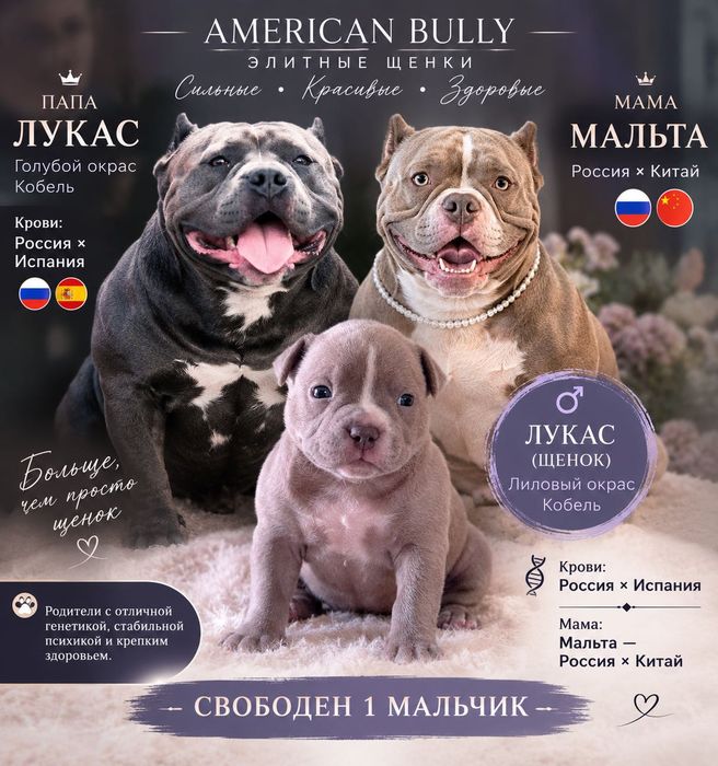 Американский Булли