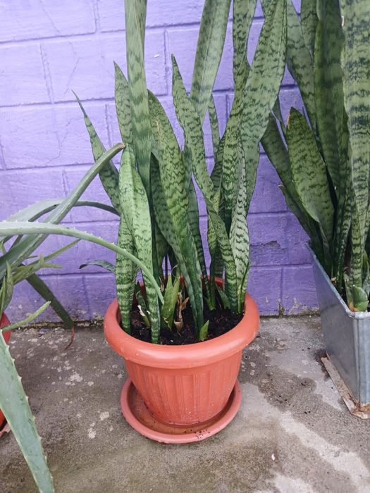 Продам комнатные цветы