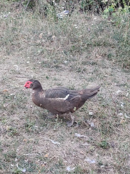 Curcan, rațe ciocolati muscovy și o rată lavandă și una gri