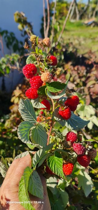 Продавам малини сорт Люлин