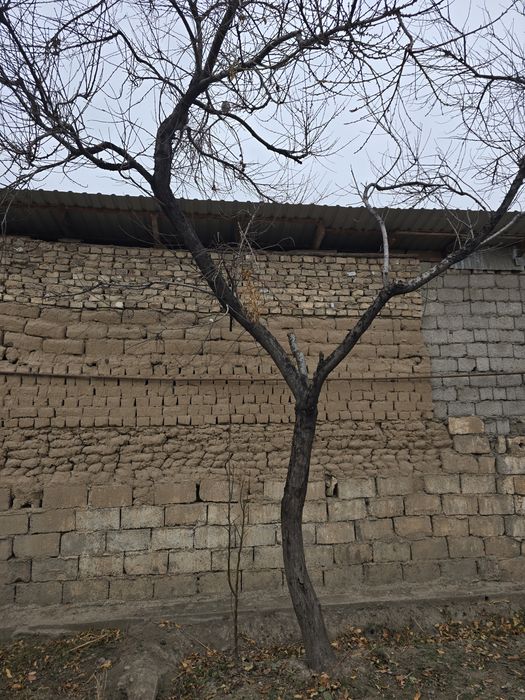 Утин Отин один Дрова дров ytin otin odin drova  Чирчик