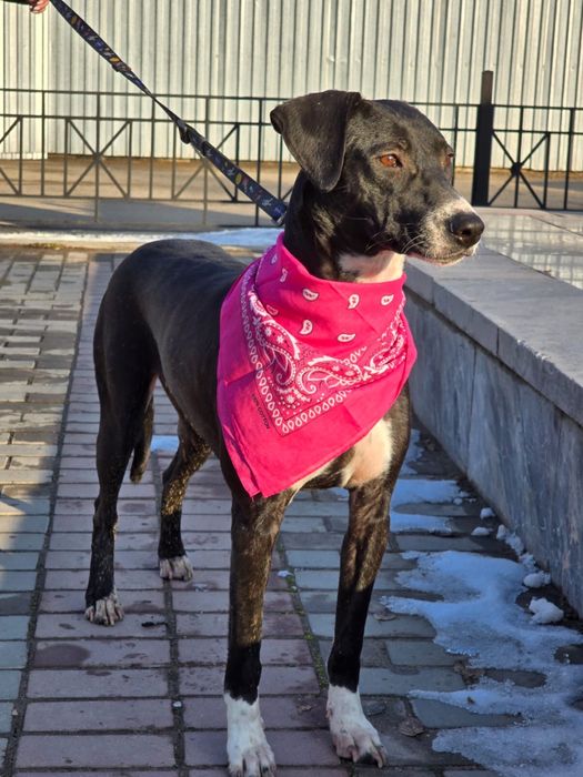 Собака девочка ищет семью и дом