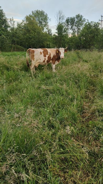 Vaca baltata românească