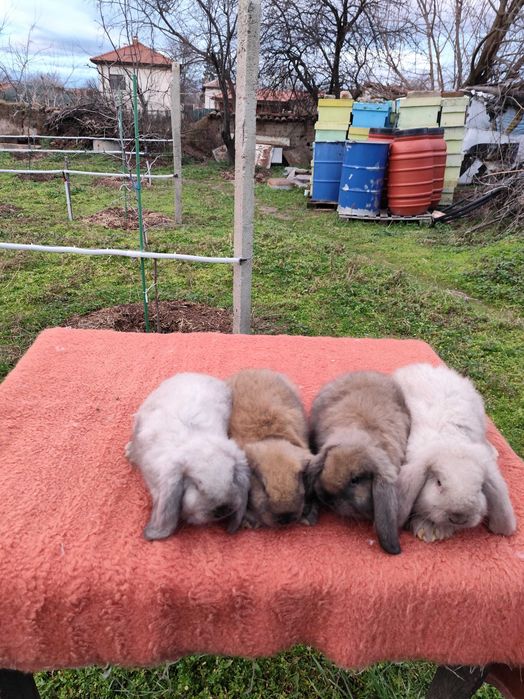 Френски кочовати зайци