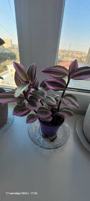 Цветы комнатные в горшках