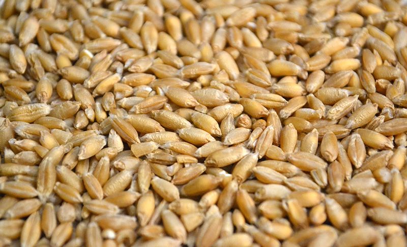 Triticale prodictie 2025, 2 tone