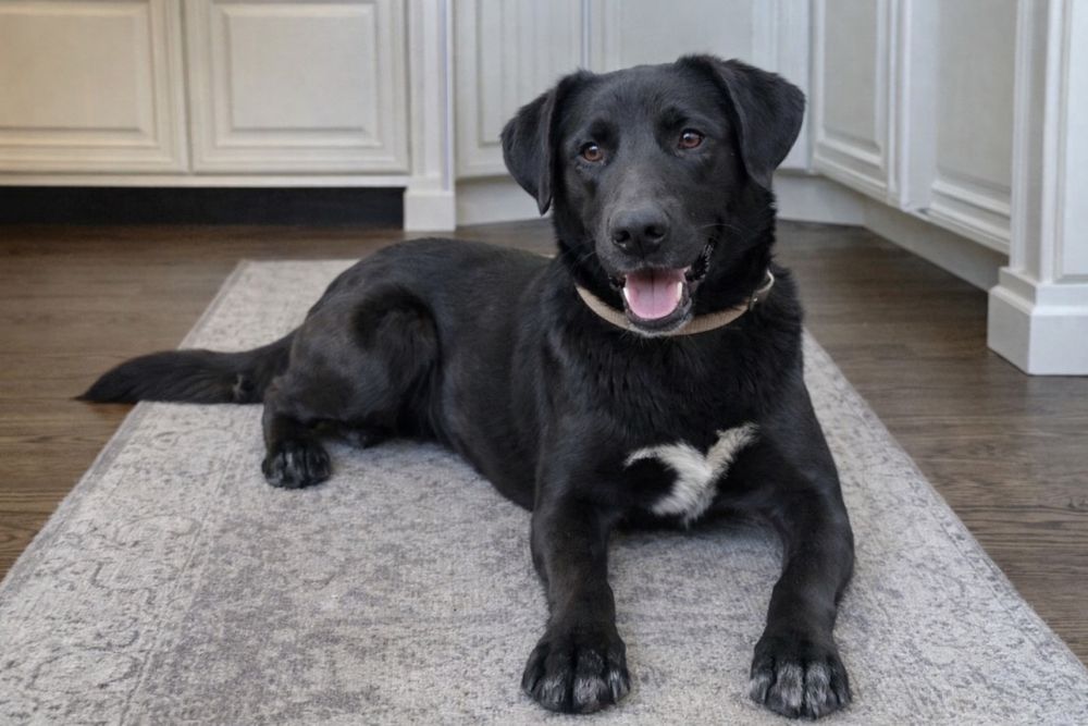 Надёжный чёрный кобель для семьи