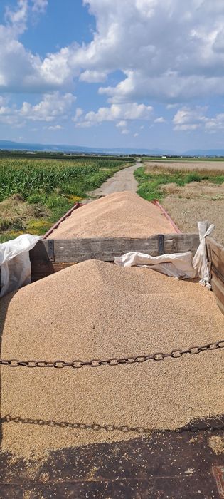 Grau de vamzare  de anul  asta