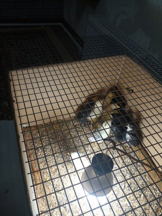 Jojalar bor qibrayda