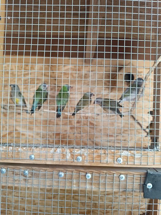 Продам Амадины ГУЛЬДА ОПТОМ