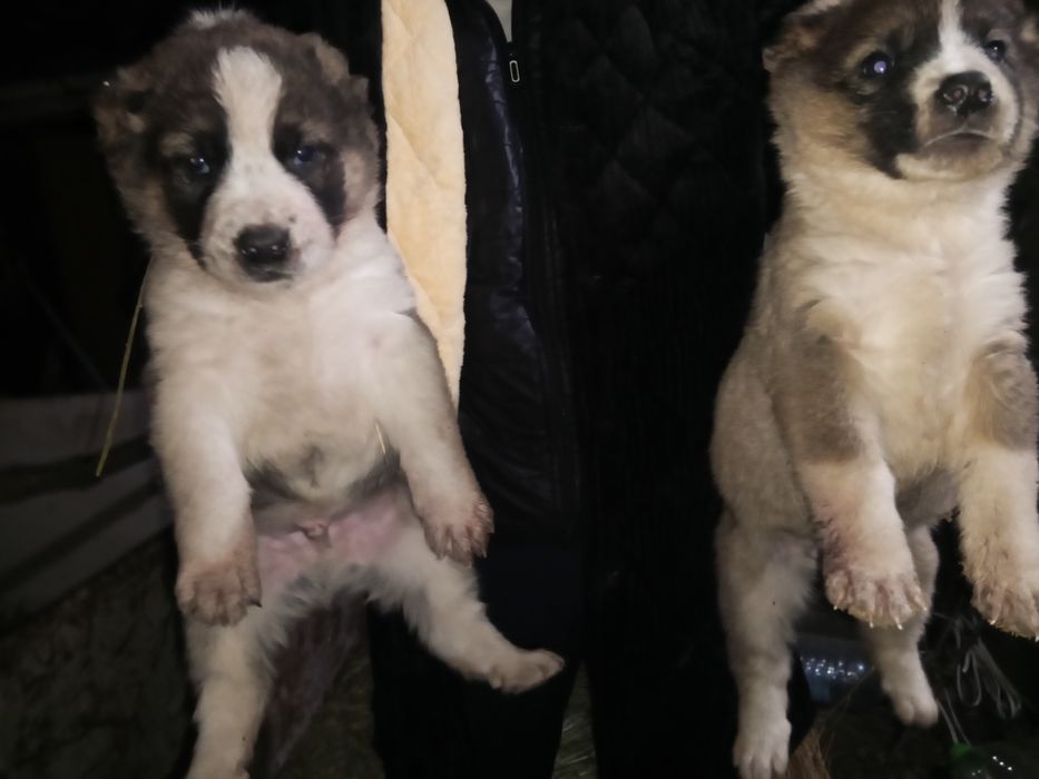 Алабай күшіктерр