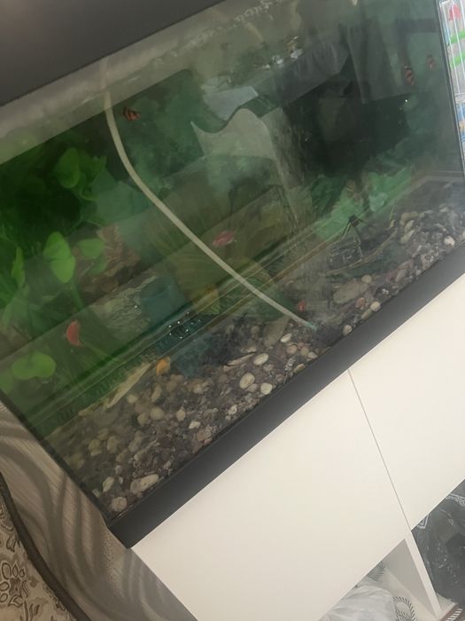 Животные продаюю