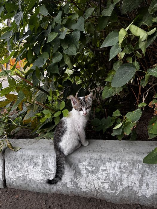 Отдам котенка в хорошие руки