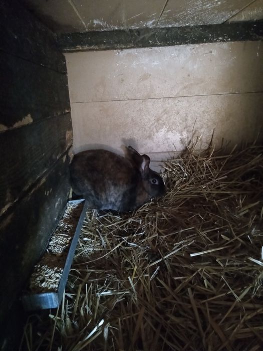 Iepurași rex sau maturi