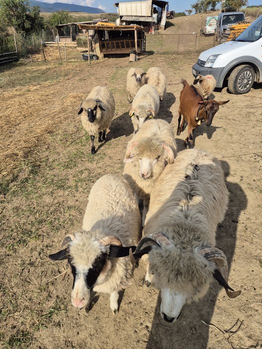 Vând 3 oi reforme și o miei de anu asta