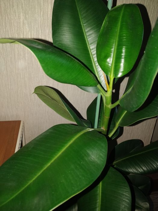 Фикус каучуконосный