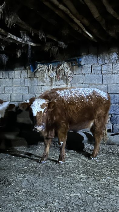 Тайыншы 1.5 жасар еркек бұзаулар