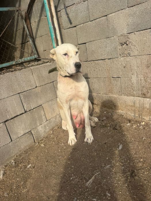 Продам щенков породистых