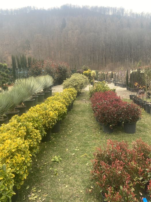 Pohotinia glob si plante