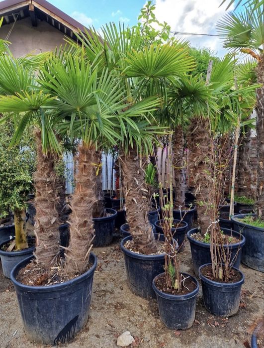 Palmieri Trachycarpus Fourtunei rezistenti la ger