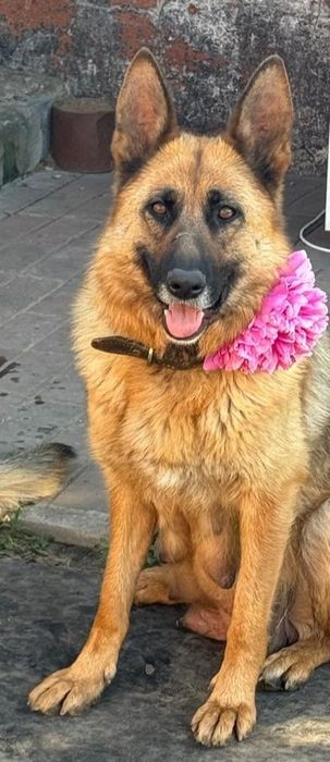 Немецкая овчарка