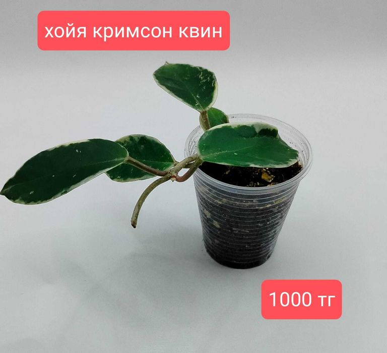 продам комнатные растения