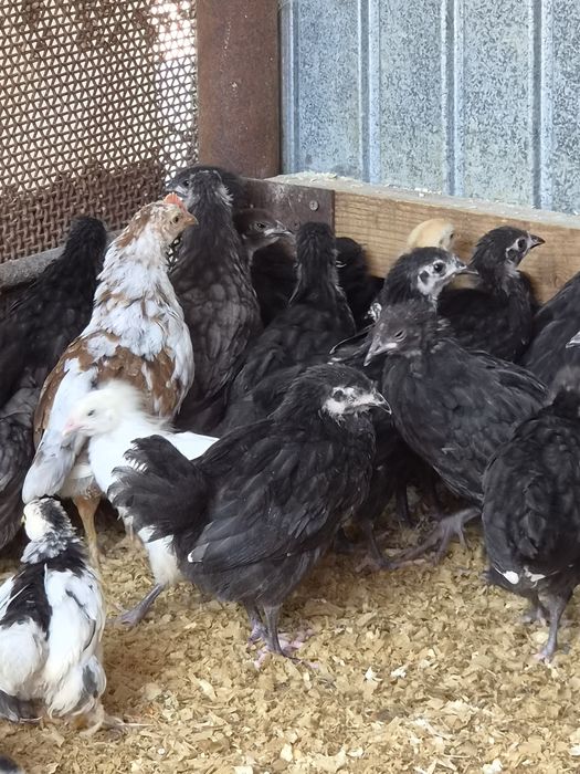 Pui diverse rase 2 luni australorp, labresse, cochinchina
