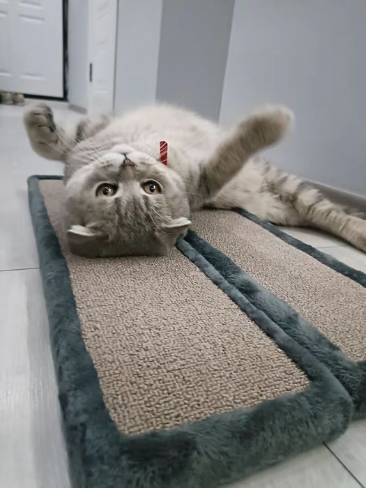 Кот шотладнский вислоухий