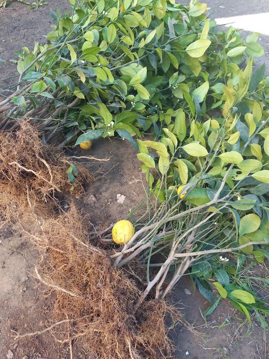 Лимон көшеттері сатылады  Мейр Ғ1.