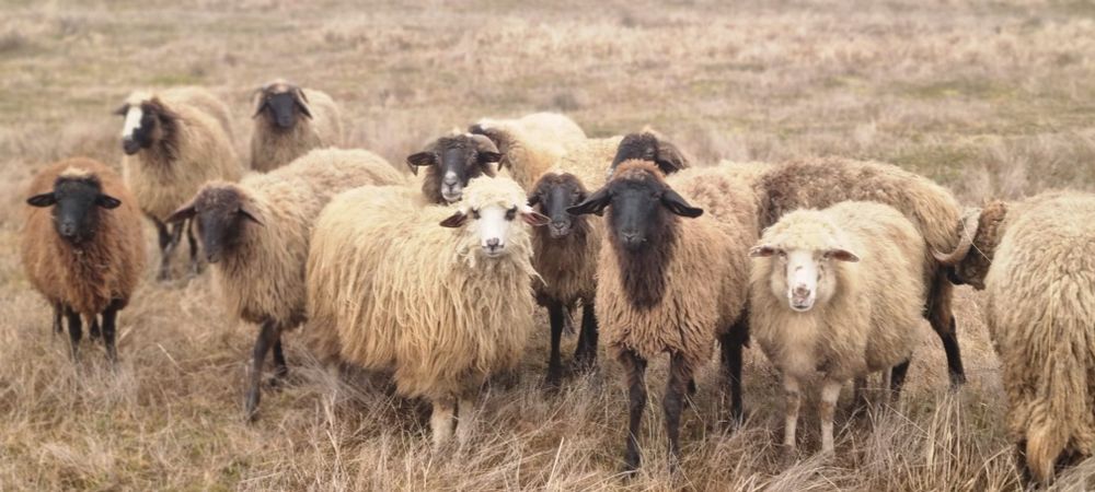 Oi de vanzare gestante