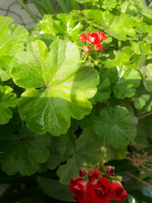 Продам комнатные цветы для дома, офиса