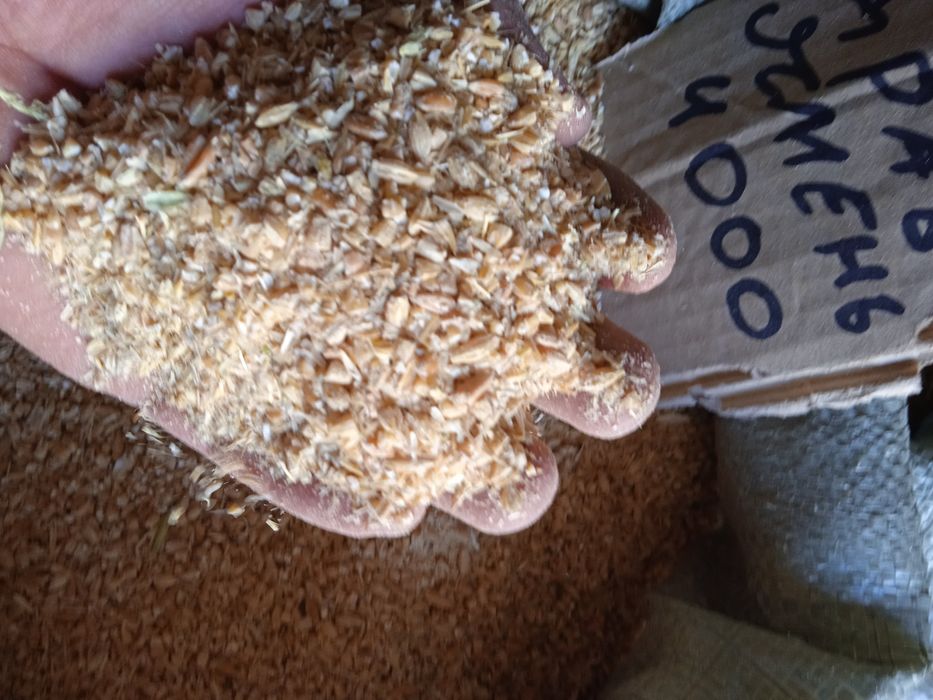 Драбленка ячменная