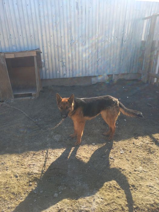 Таза неміс овчаркасы сатылады