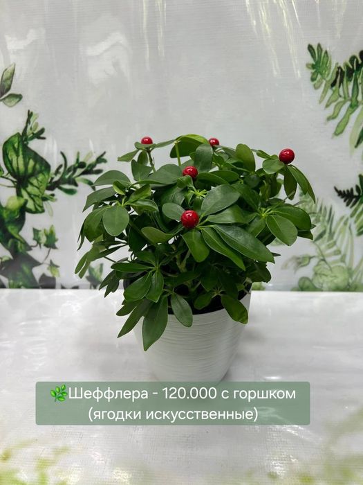 Каладиум, Драцена, Калатея, Папоротники