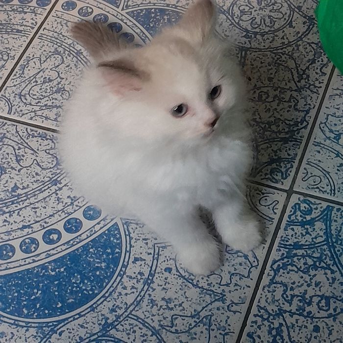 Котета Регдол на 2,5 м.