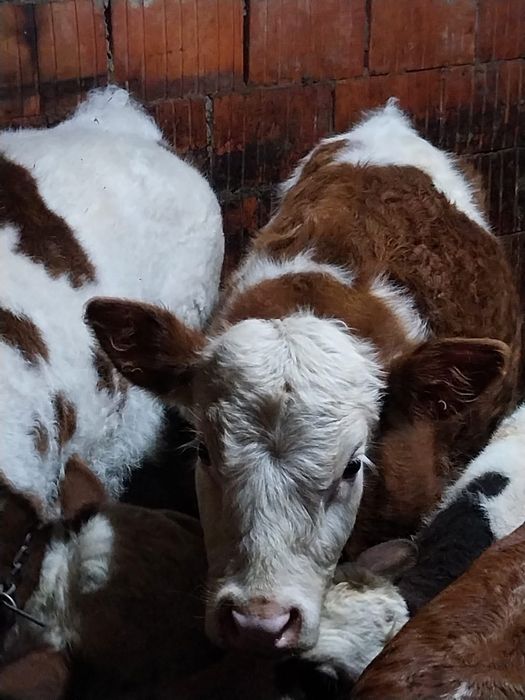 Vând viței baltati