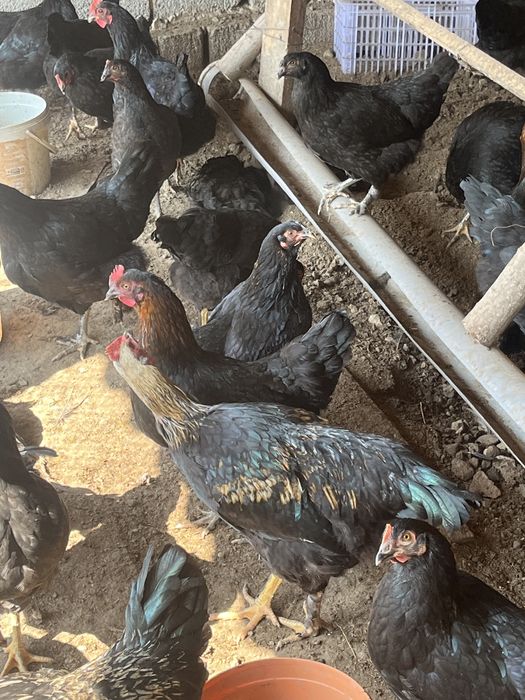 Qora tovuq uyda boqilgan