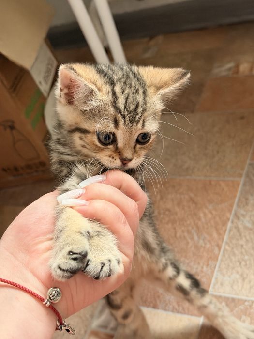 Котята породы скоттиш страйт 2мес