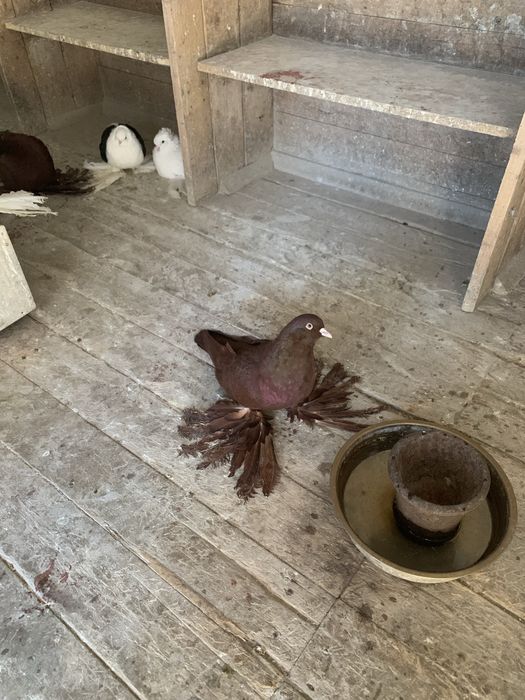 Продаю голубей Персы