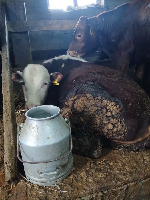 Продам быков на откорме